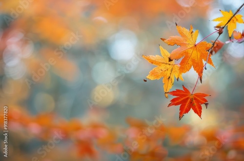 Vibrant Autumn Leaves in Varying Shades at a Park on a Sunny Day
