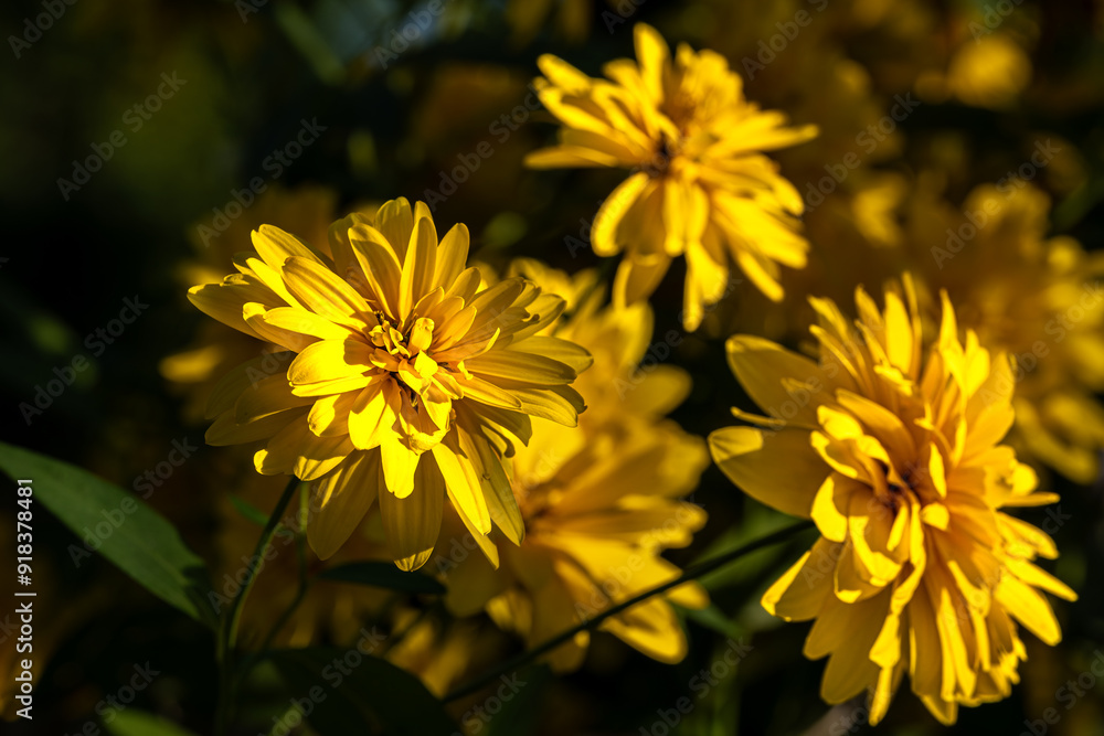 yellow flowers in the garden yellow flowers in the garden