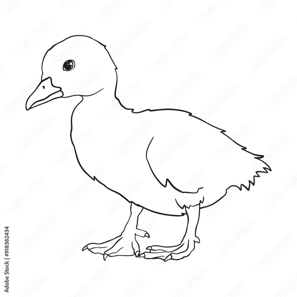 Obraz premium Duckling Drawing