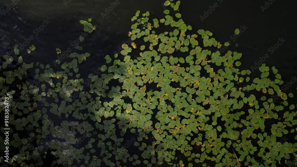 drone aerial view over Havel river in Berlin Spandau on a summer hot day drone aerial view over Havel river in Berlin Spandau on a summer hot day