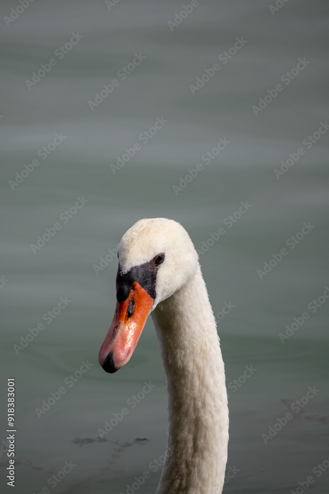 swan on the lake swan on the lake