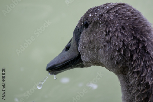 close up of a head of a swan photo