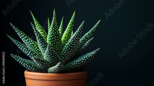 Green succulent plant in a terracotta pot, showcasing unique spiky leaves and dotted patterns against a dark background.
