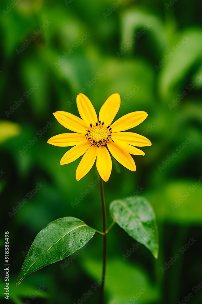 A single yellow flower with green leaves in the background A single yellow flower with green leaves in the background