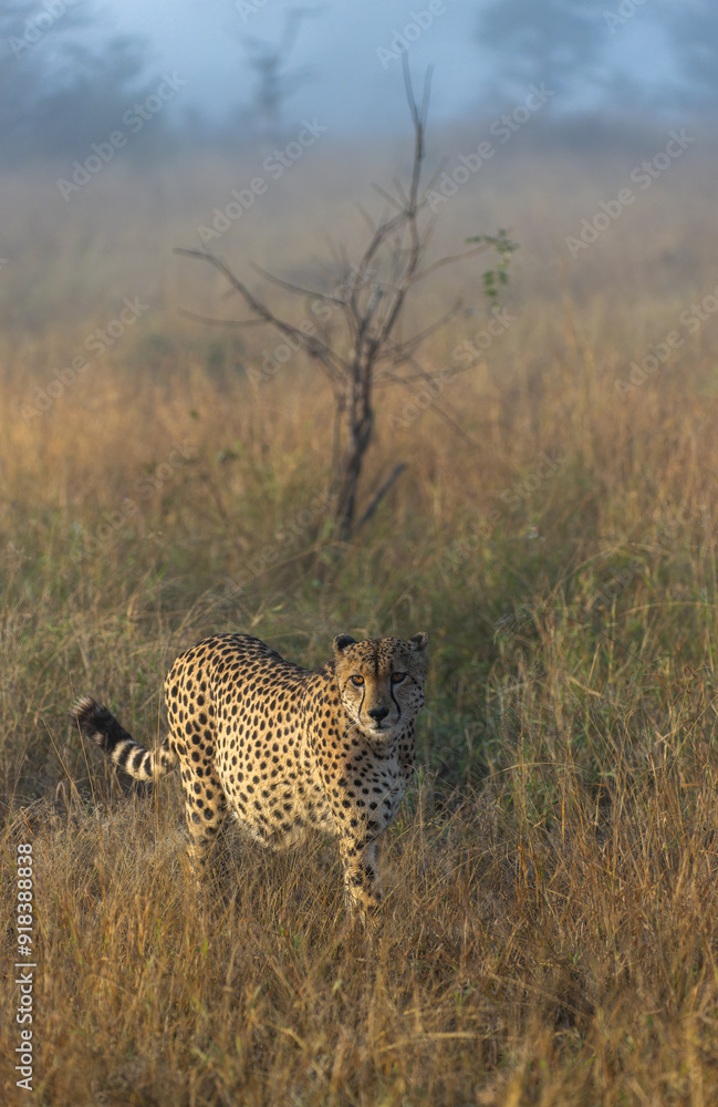 Naklejka premium A cheetah on the prowl during a misty morning.