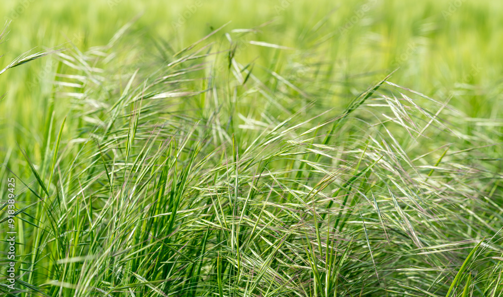 Field of Grass Field of Grass
