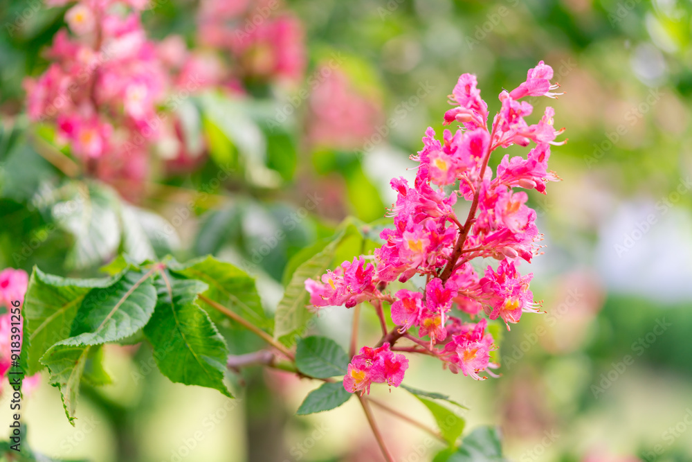 Pink Blossoms Pink Blossoms