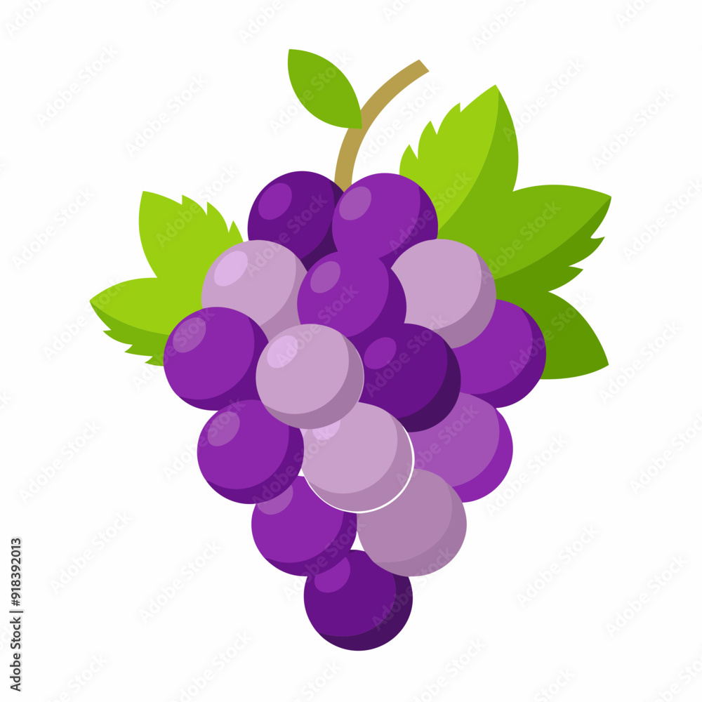 Grape Vector illustration on white background Grape Vector illustration on white background