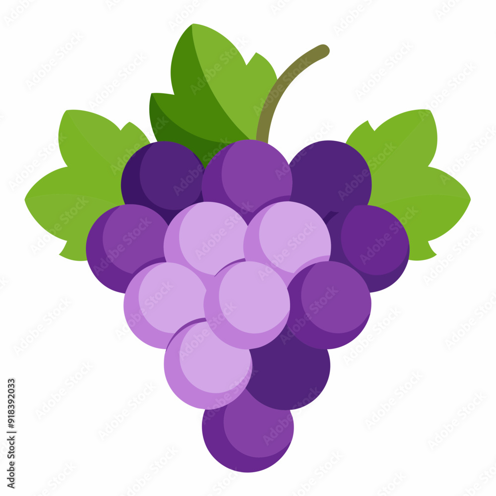 Grape Vector illustration on white background Grape Vector illustration on white background