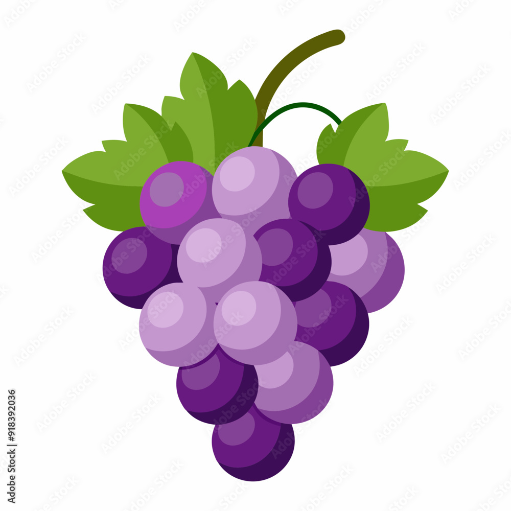 Grape Vector illustration on white background Grape Vector illustration on white background