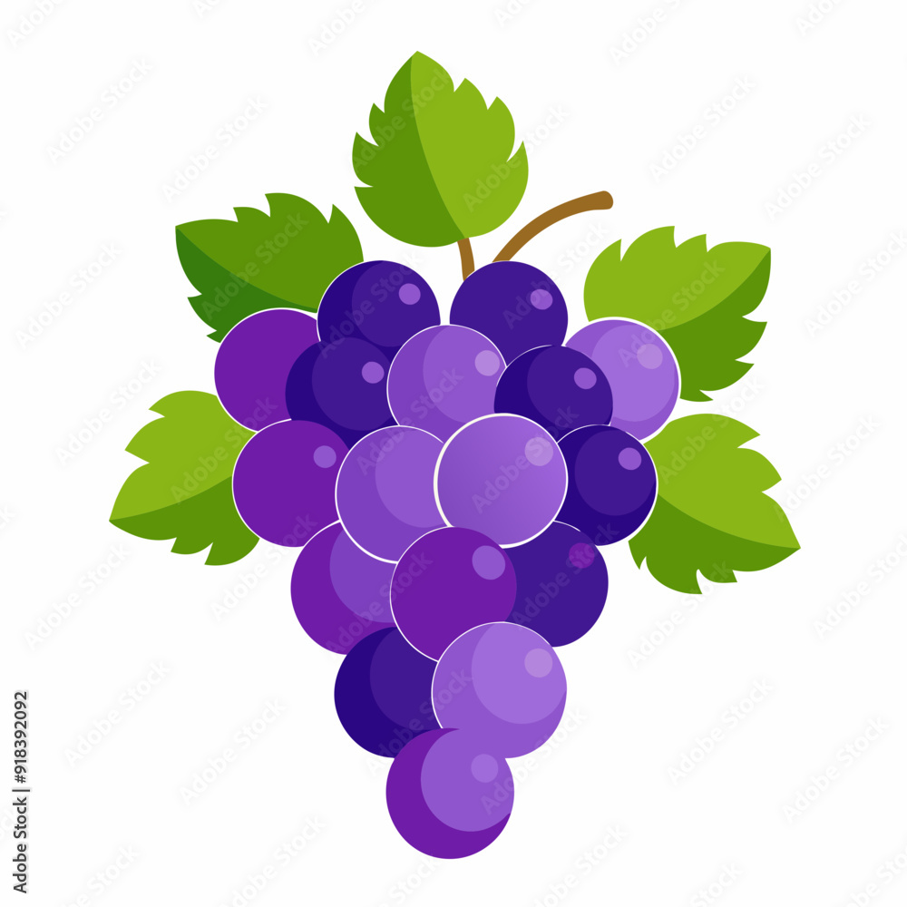 Grape Vector illustration on white background Grape Vector illustration on white background