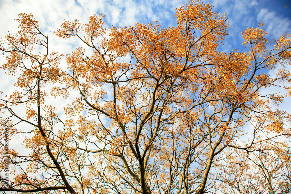 colorful tree covering to blue sky colorful tree covering to blue sky