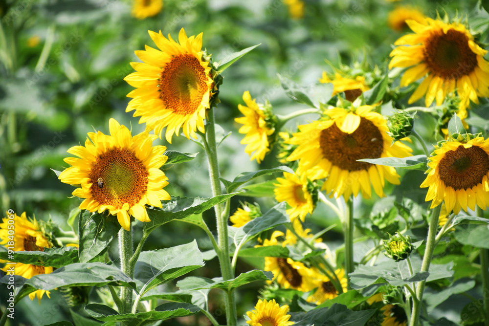 Yellow sunflowers growing in a sunflower field Yellow sunflowers growing in a sunflower field