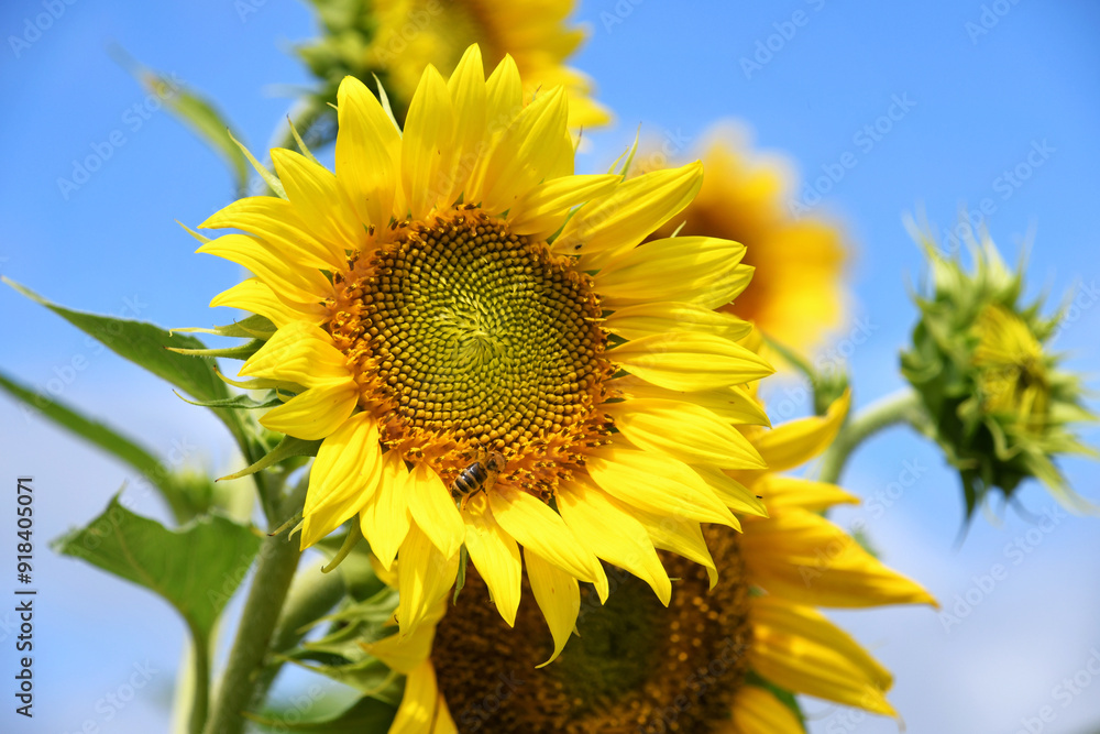Yellow sunflower with a honeybee bee on it growing in a sunflower field Yellow sunflower with a honeybee bee on it growing in a sunflower field