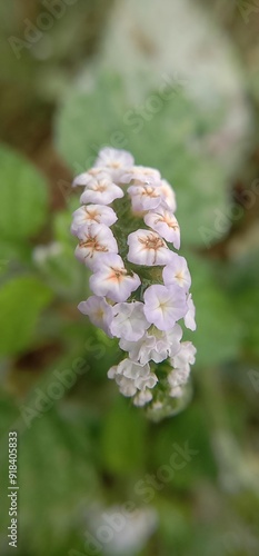 photo of flowers in the forest