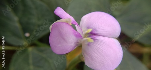 photo of light purple flower