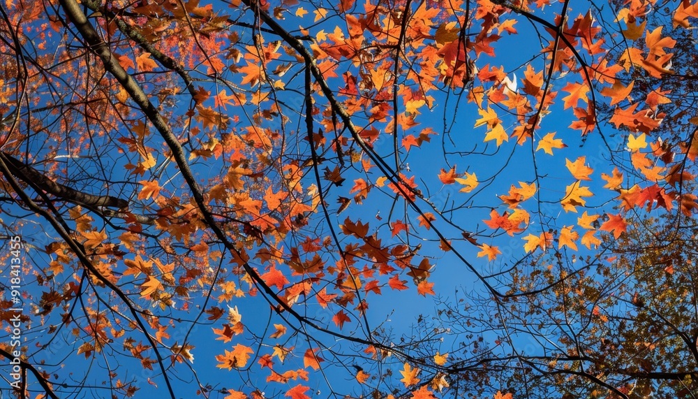 Autumn leaves in vibrant colors against a clear blue sky Autumn leaves in vibrant colors against a clear blue sky