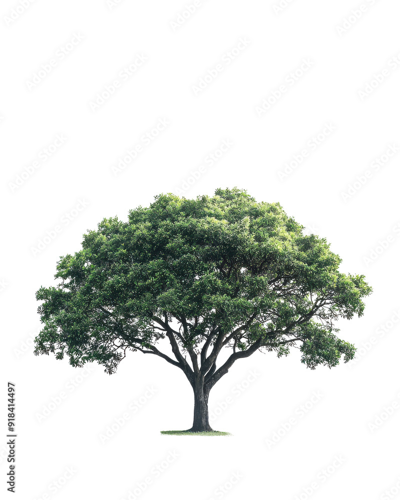 A beautiful solitary tree with lush green foliage, isolated on a white background, perfect for nature-themed designs and projects. A beautiful solitary tree with lush green foliage, isolated on a white background, perfect for nature-themed designs and projects.