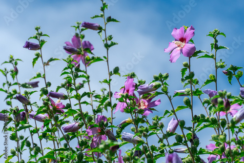 Purple flowers of hibiscus syriacus blooming in botanical garden. Deciduous shrub of malvaceae family blossom with large five petal inflorescences. Korean rose of sharon grow in park. Flowering plant. photo