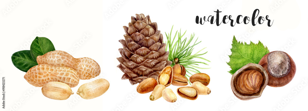 A beautiful watercolor illustration of various nuts and a pine cone, showcasing nature A beautiful watercolor illustration of various nuts and a pine cone, showcasing nature