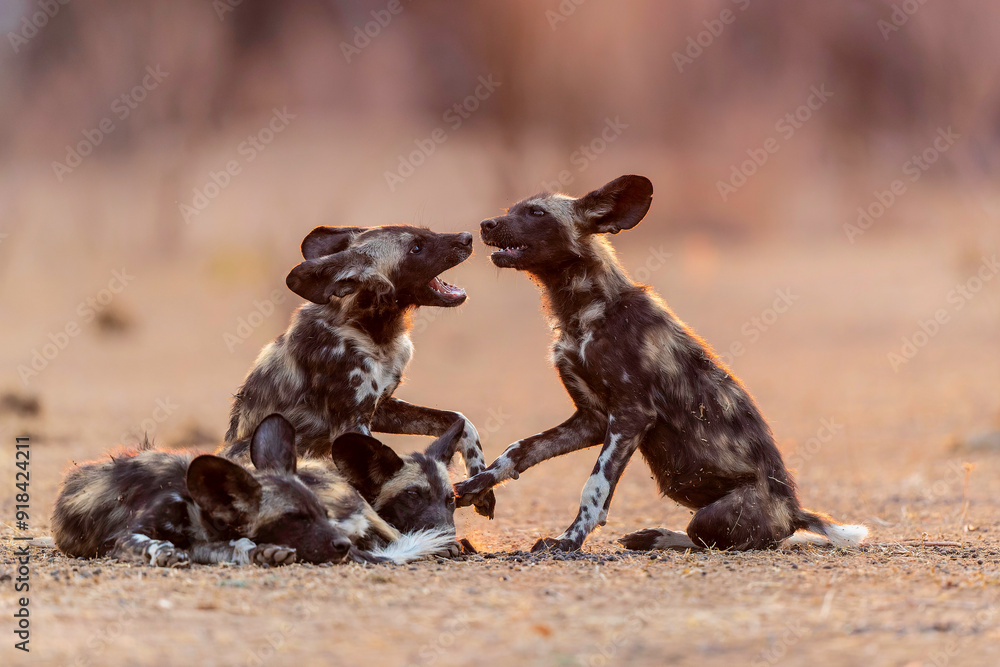 Φωτογραφία African wild dog pups waking up at sunrise in Mana Pools National Park in Zimbab