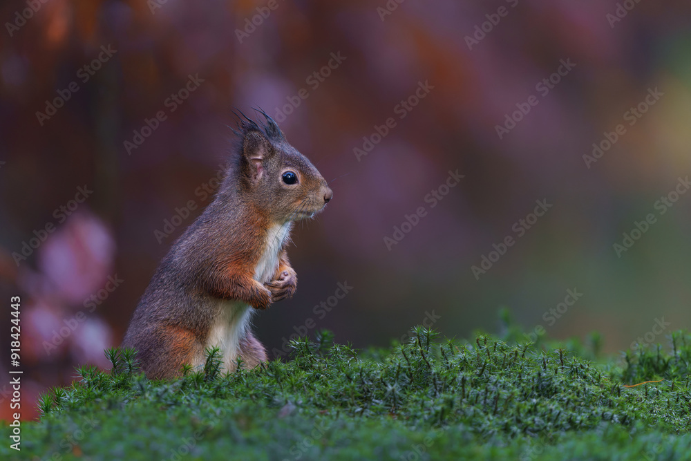 Eurasian red squirrel (Sciurus vulgaris) searching for food in the forest in the Netherlands. Eurasian red squirrel (Sciurus vulgaris) searching for food in the forest in the Netherlands.