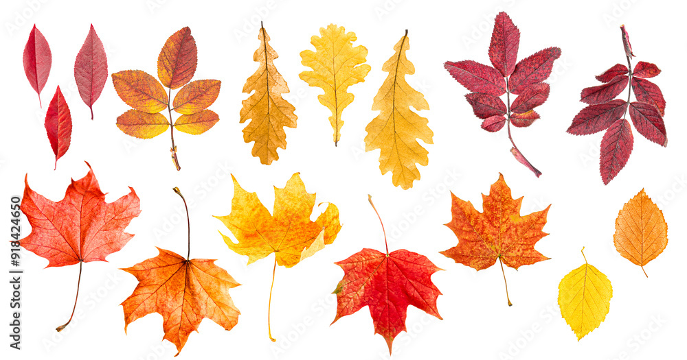 collection of different autumn leaves on white isolated background, top view collection of different autumn leaves on white isolated background, top view