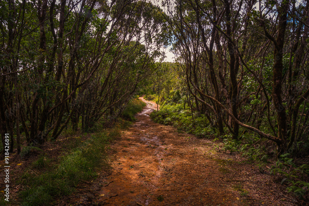 Fototapeta premium Path in the forest