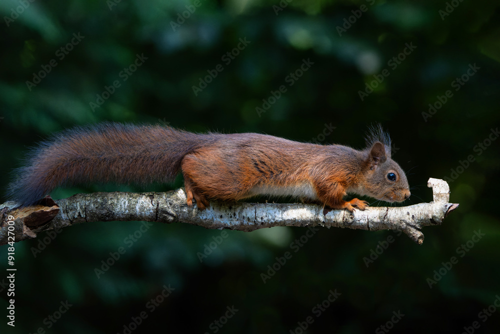 Eurasian red squirrel (Sciurus vulgaris) searching for food in the forest in the Netherlands. Eurasian red squirrel (Sciurus vulgaris) searching for food in the forest in the Netherlands.