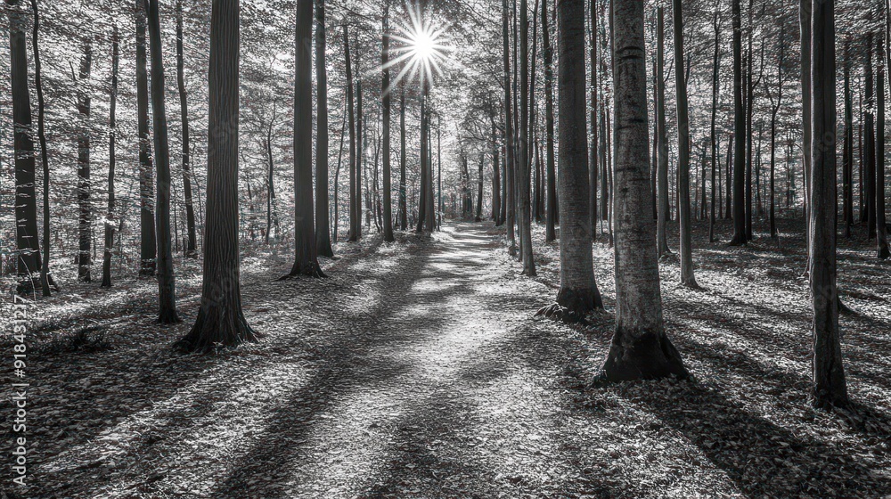 Naklejka premium black and white photo of forest,