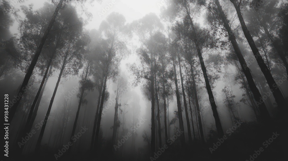 black and white photo of forest, black and white photo of forest,