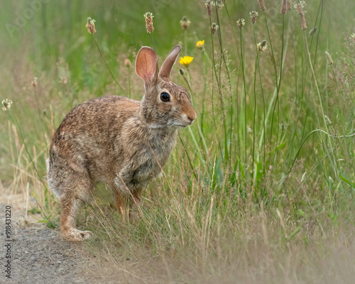 A rabbit on the trail