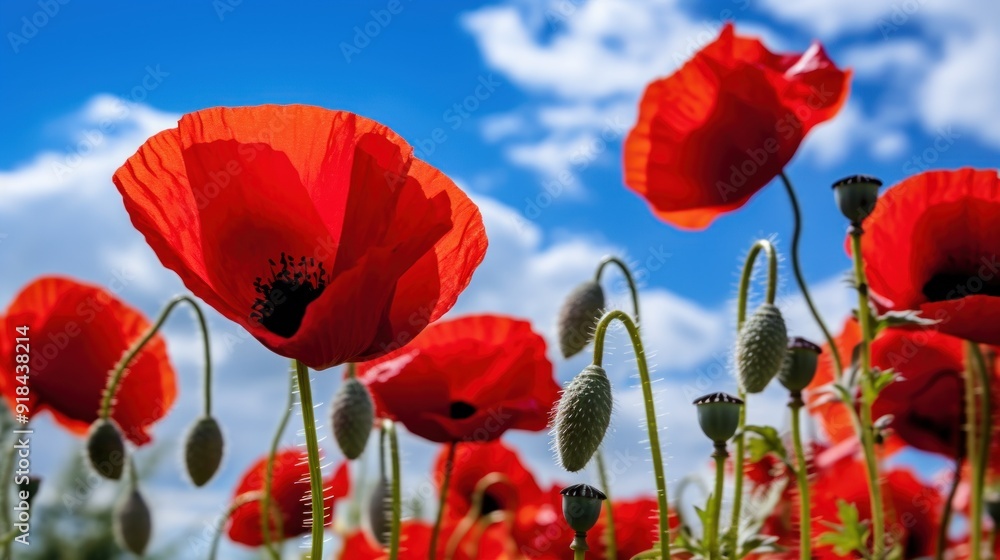 Naklejka premium Red Poppy Flowers in a Field