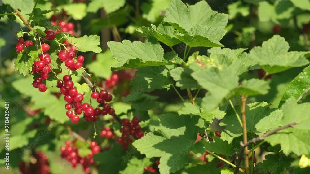 Background of red currant on the branch in summertime. Ripe berries of currants on bushes surrounded by green leaves in garden. Summer harvest concept