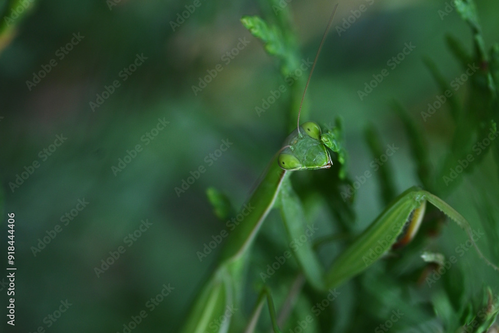 The praying mantis sits on a natural blurred background. Selective focus. The praying mantis sits on a natural blurred background. Selective focus.
