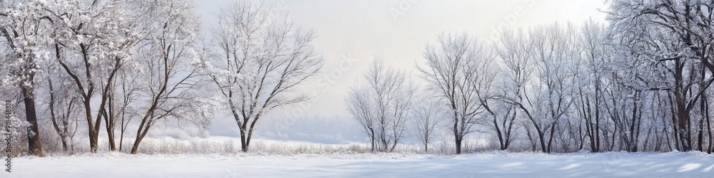 The White Wash: A pristine winter scene, fresh snow blanketing the ground and covering leafless trees The White Wash: A pristine winter scene, fresh snow blanketing the ground and covering leafless trees