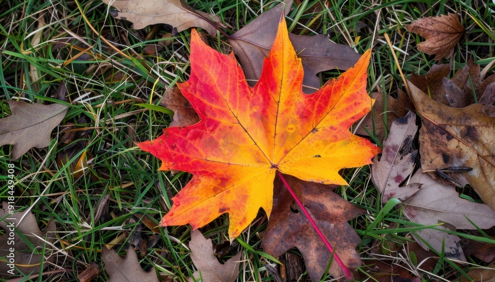 Vibrant autumn maple leaf resting on green grass among fallen leaves Vibrant autumn maple leaf resting on green grass among fallen leaves