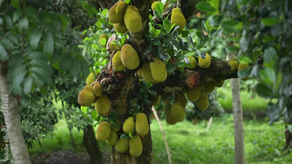Jackfruit is a large, tropical fruit native to South Asia. It's known for its sweet, fleshy texture and versatile culinary uses, from savory dishes to desserts. Rich source of fiber and nutrition