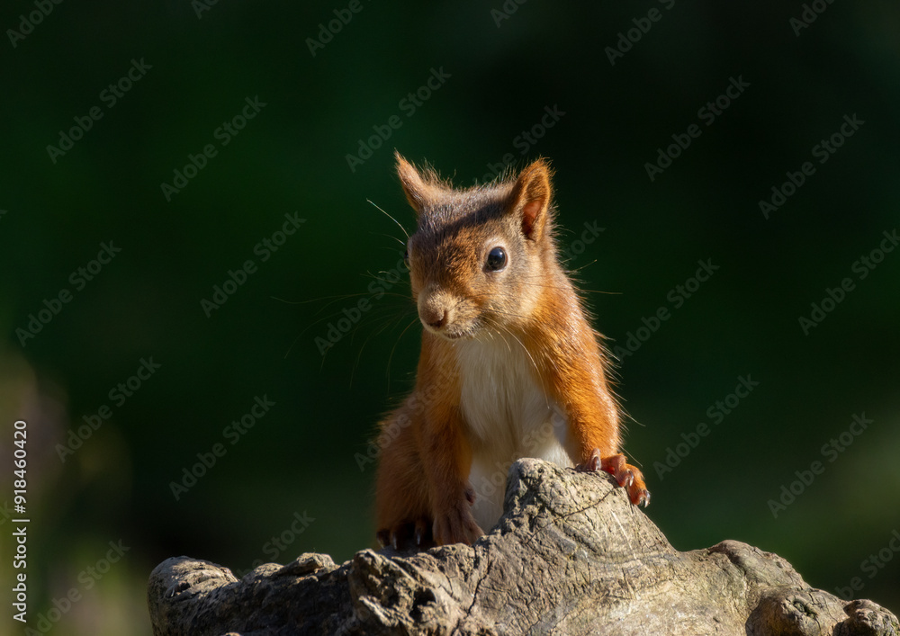 Close up of a curious little scottish red squirrel in the forest Close up of a curious little scottish red squirrel in the forest