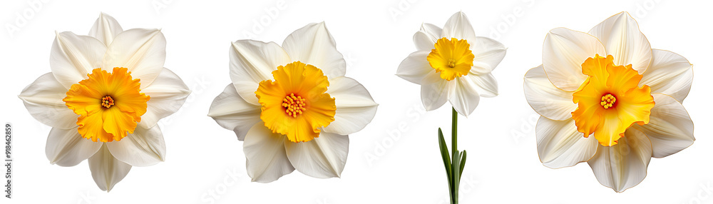 Obraz premium Collection of White and yellow daffodil flowers isolated on transparent background
