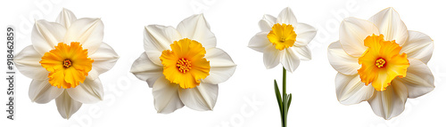 Collection of White and yellow daffodil flowers isolated on transparent background