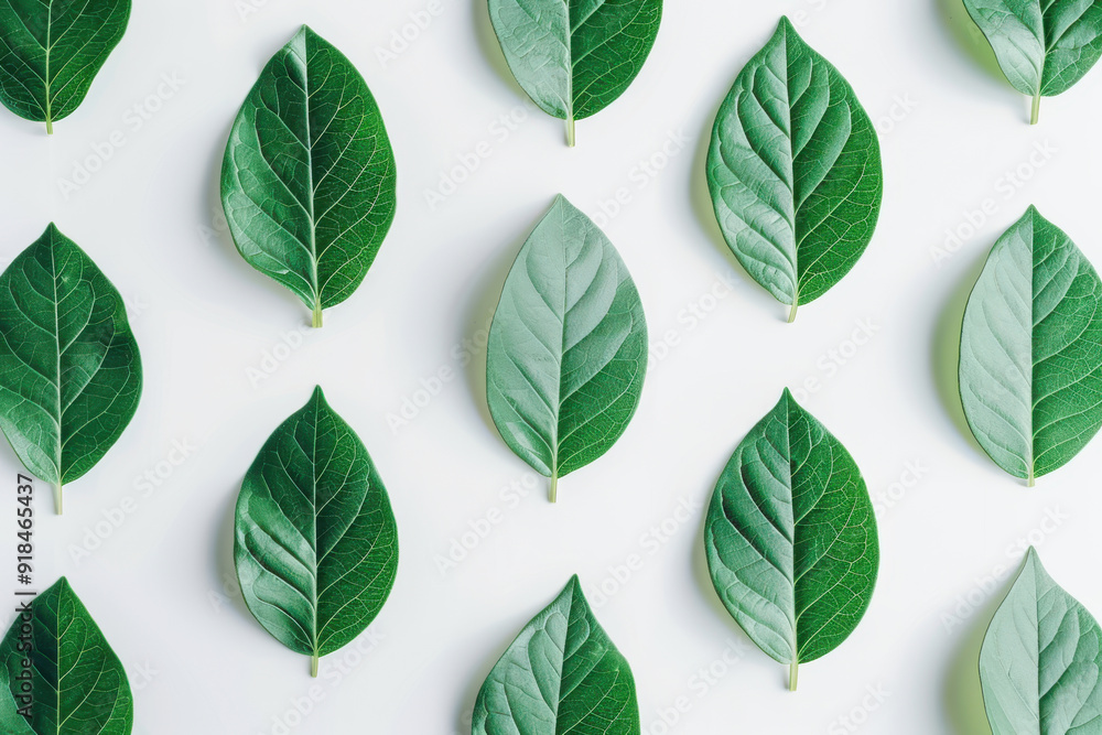 Aesthetic arrangement of green leaves on a white background, showcasing natural beauty and organic design for creative projects. Aesthetic arrangement of green leaves on a white background, showcasing natural beauty and organic design for creative projects.