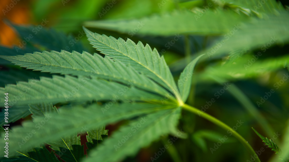 Hanf Blätter Blatt Cannabis Marihuana Hanf Blätter Blatt Cannabis Marihuana