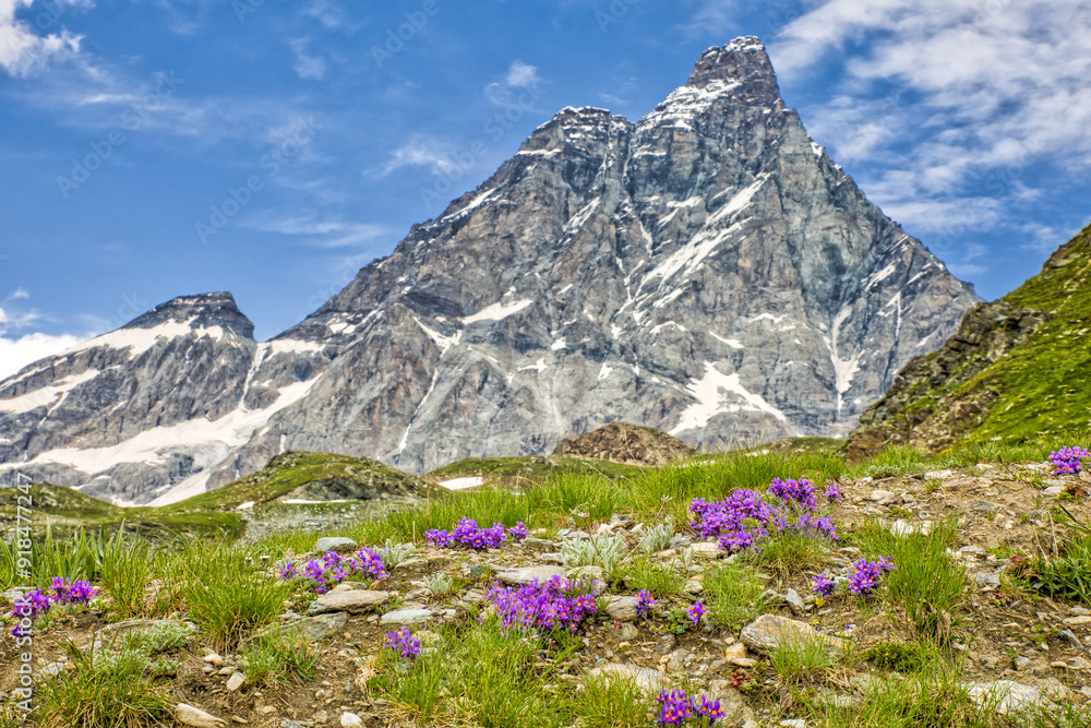 several purple flowers of the alpine toadflax in front of the imposing mountain scenery of the alps with matterhorn in a summery sunny blue sky several purple flowers of the alpine toadflax in front of the imposing mountain scenery of the alps with matterhorn in a summery sunny blue sky