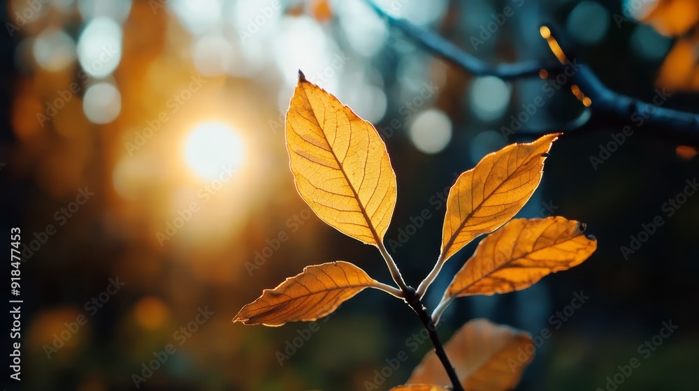 A tight shot of a tree leaf, sun rays filtering through the background trees A tight shot of a tree leaf, sun rays filtering through the background trees