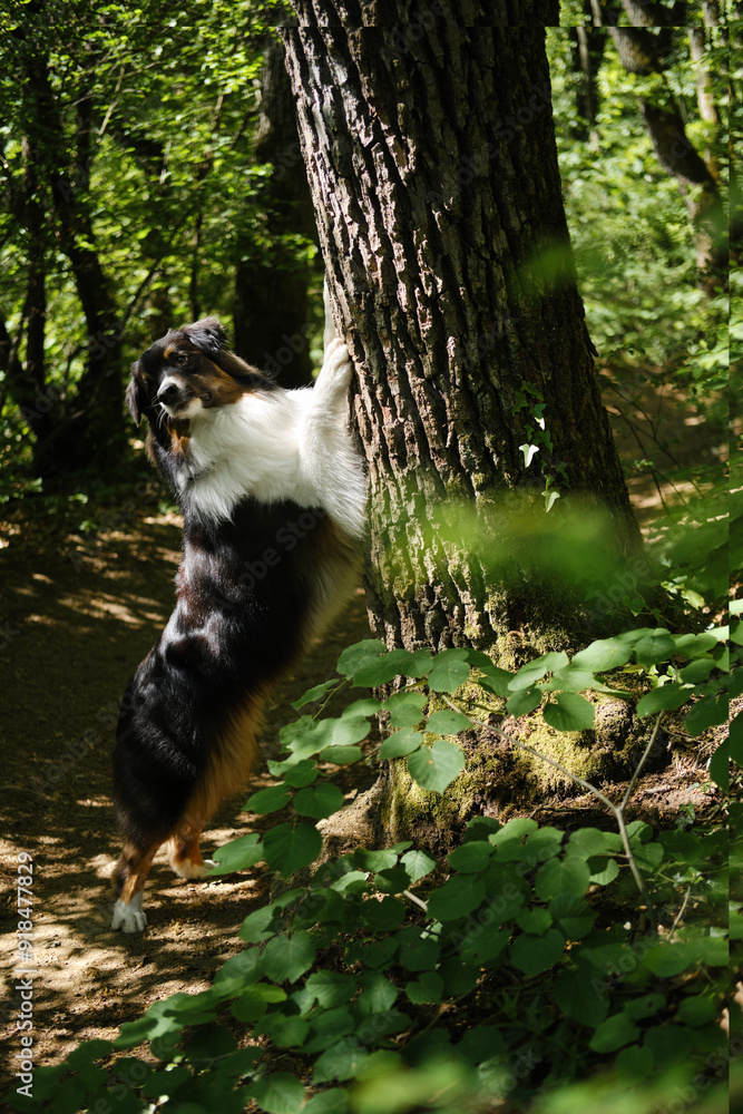 Australian Shepherd black tricolor stands in a green spring forest near a tree and poses. A charming pedigreed dog in the park on a sunny summer day put front paws on a tree trunk. Australian Shepherd black tricolor stands in a green spring forest near a tree and poses. A charming pedigreed dog in the park on a sunny summer day put front paws on a tree trunk.