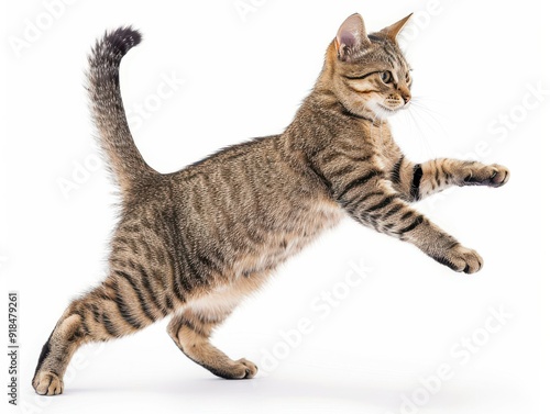 Cat in dynamic action pose on a white background