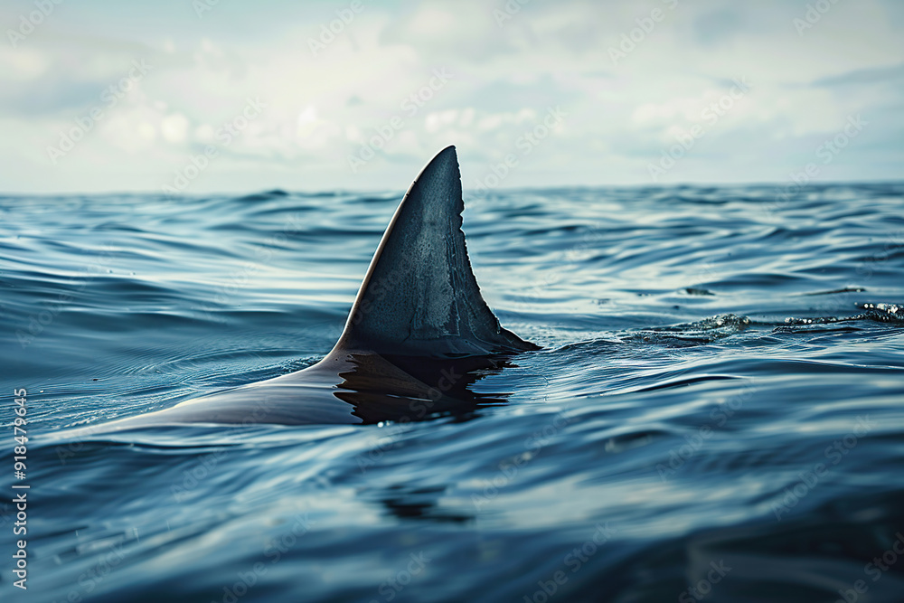 Naklejka premium Big white shark fin on ocean surface