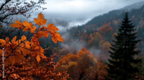  A forest teeming with numerous trees adjoins another forest, both abundant in trees draped in autumn hues