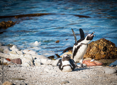 African, Cape, South African or jackass penguins pair (Spheniscus demersus) braying while on the beach in the Western Cape, South Africa